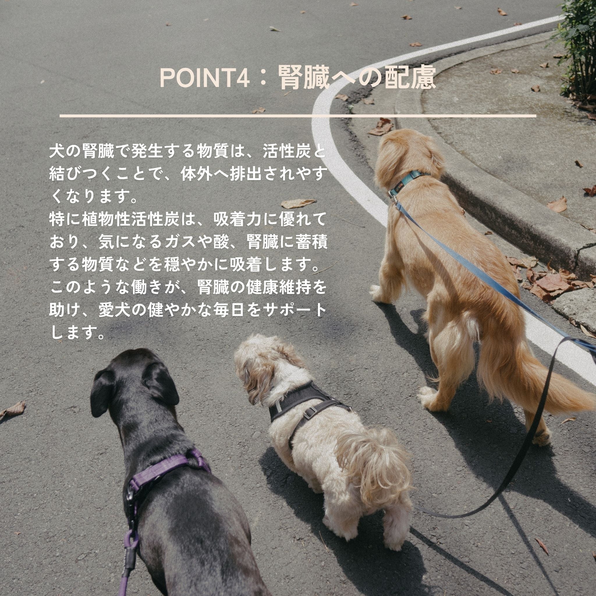 Dental Charcoal for dogs 犬用デンタルチャコール