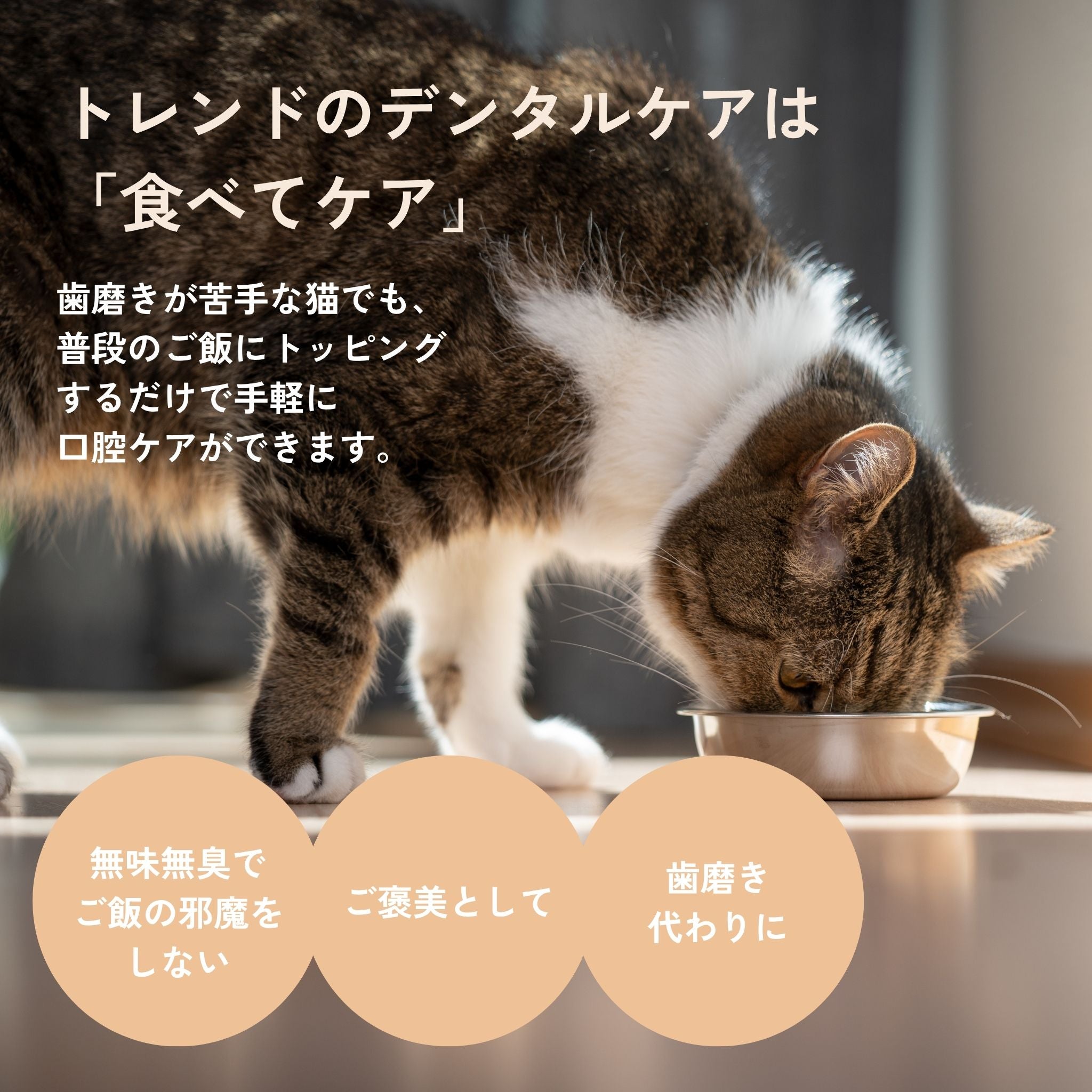 Dental Charcoal for cats 猫用デンタルチャコール