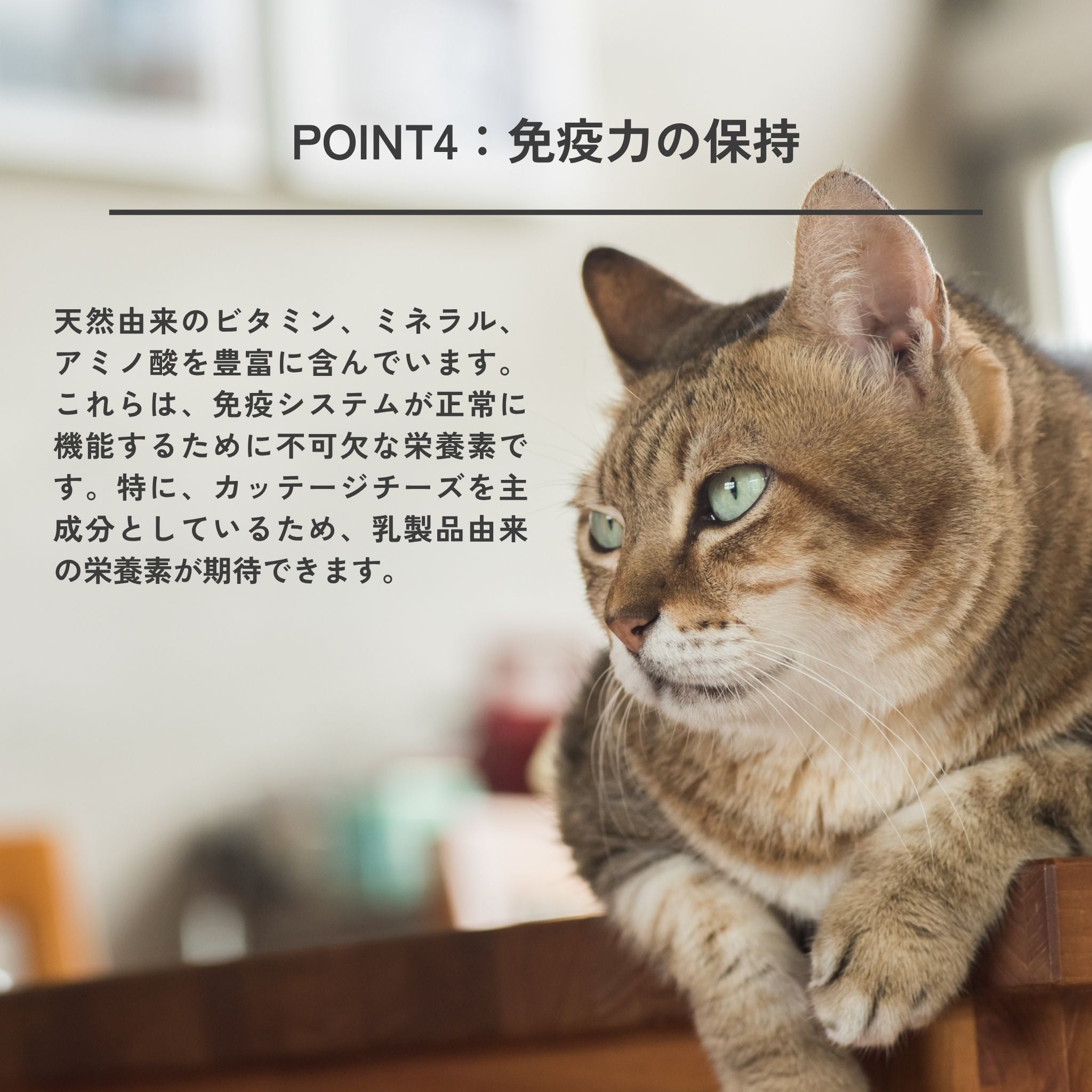 Dental Charcoal for cats 猫用デンタルチャコール