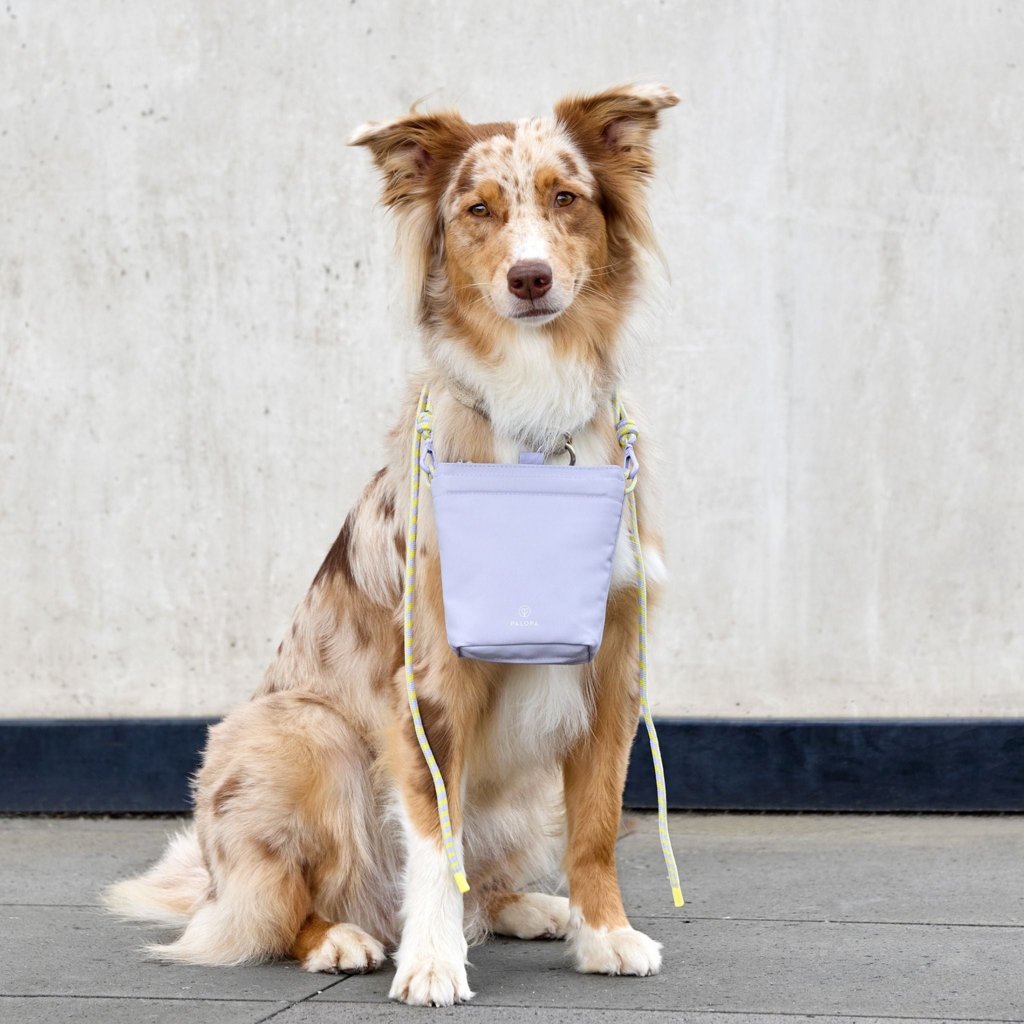 Karl (お散歩バッグ) / Dog Snack Bag Karl | PALOPA Japan(パロパ)