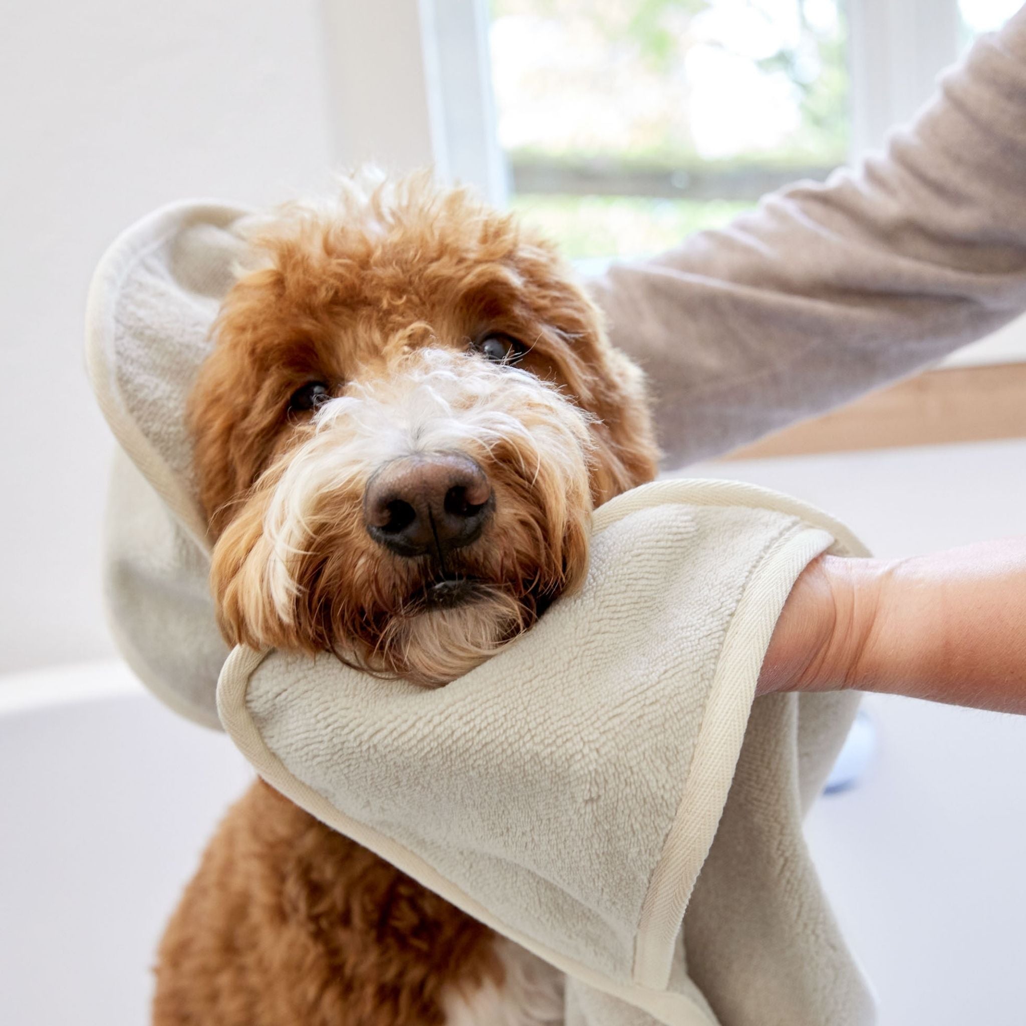 【3/11発売開始予定】パイル地ドッグタオル / Dog Towel Kosy | PALOPA Japan(パロパ)