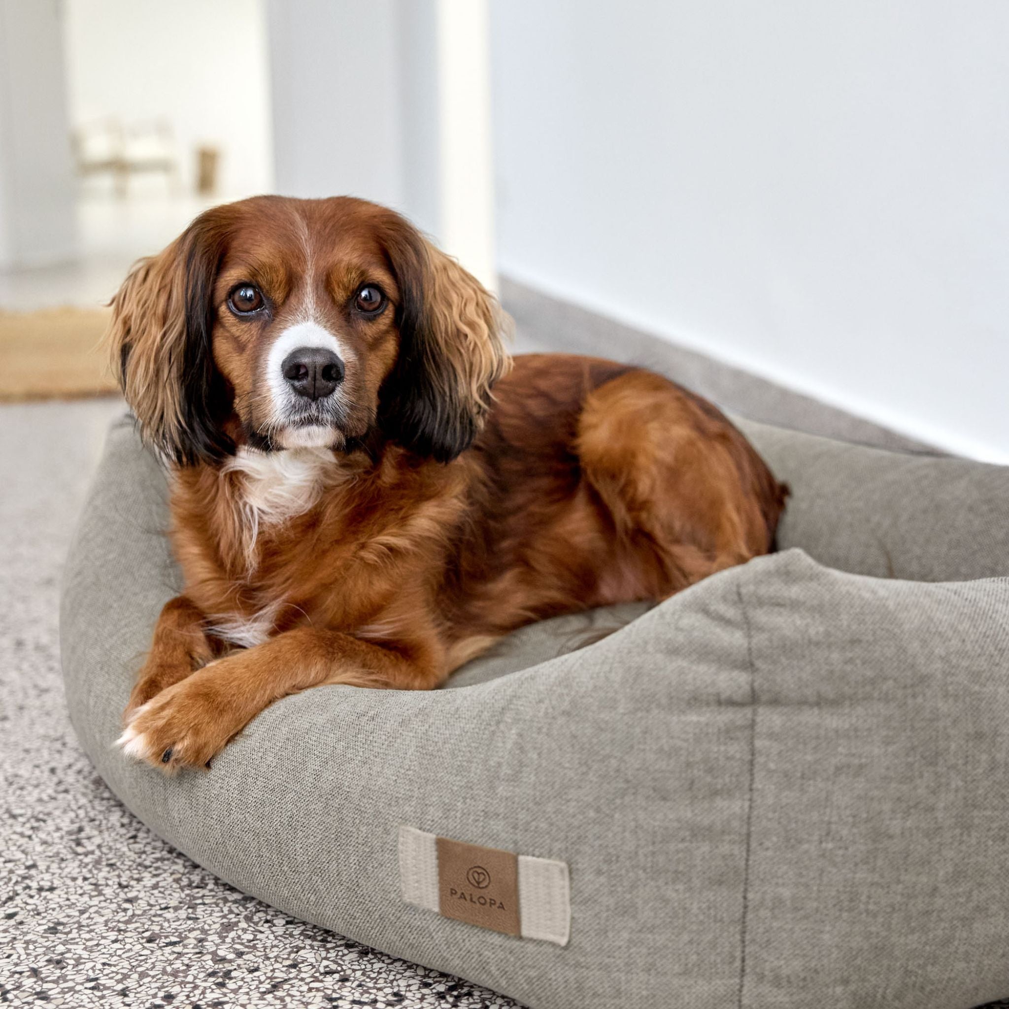 【7月中旬発売予定】犬用コットンベッド / Dog Bed Cotton | PALOPA Japan(パロパ)