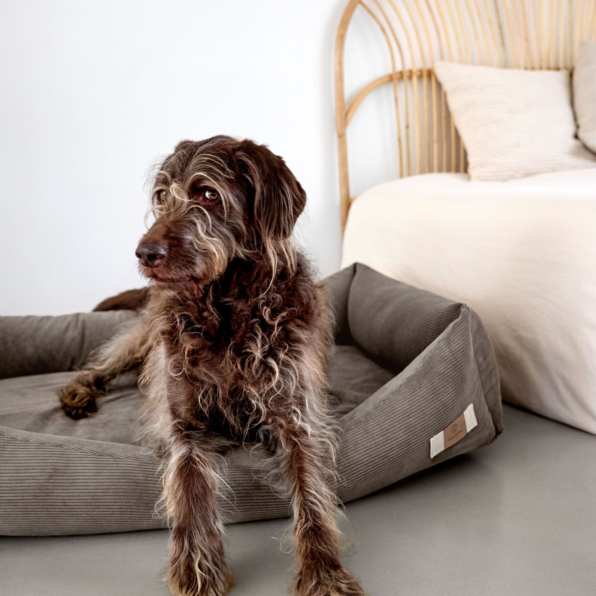 【7月中旬発売予定】犬用コットンベッド / Dog Bed Cotton | PALOPA Japan(パロパ)