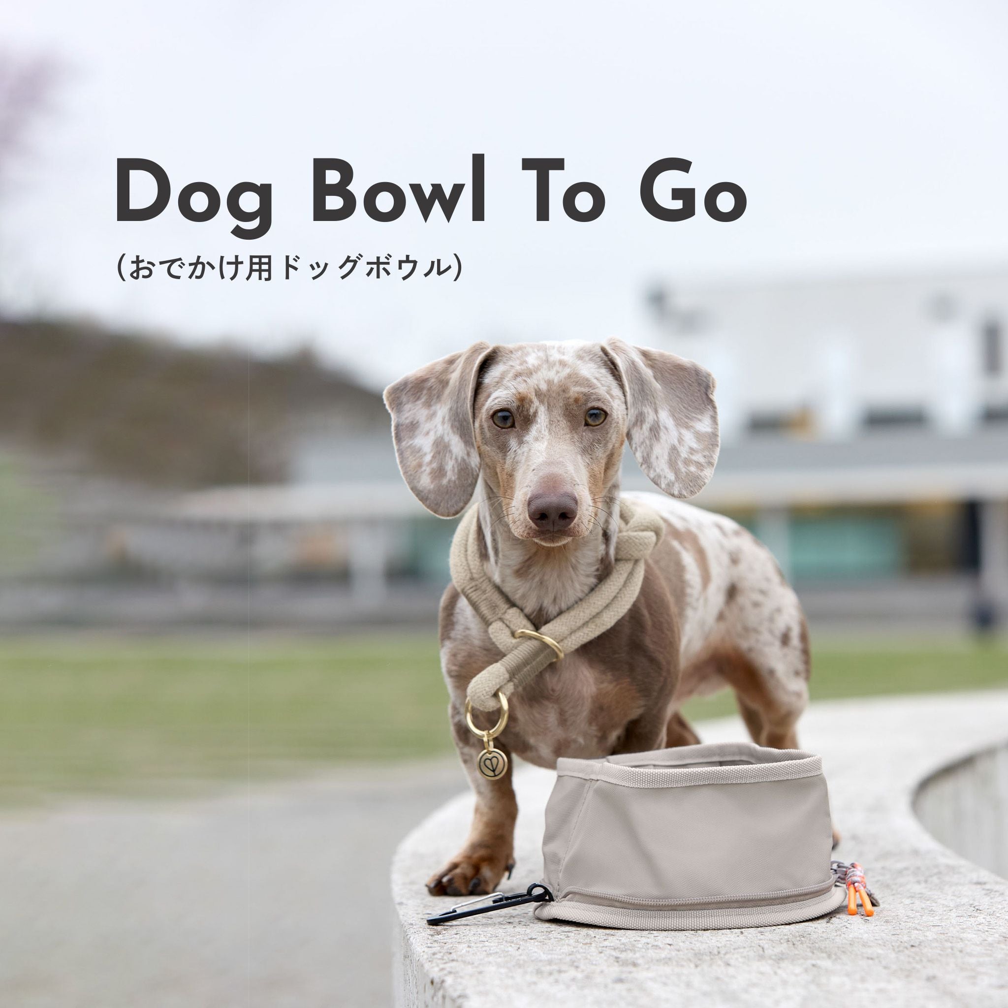 おでかけ用ドッグボウル / Dog Bowl To Go | PALOPA Japan(パロパ)
