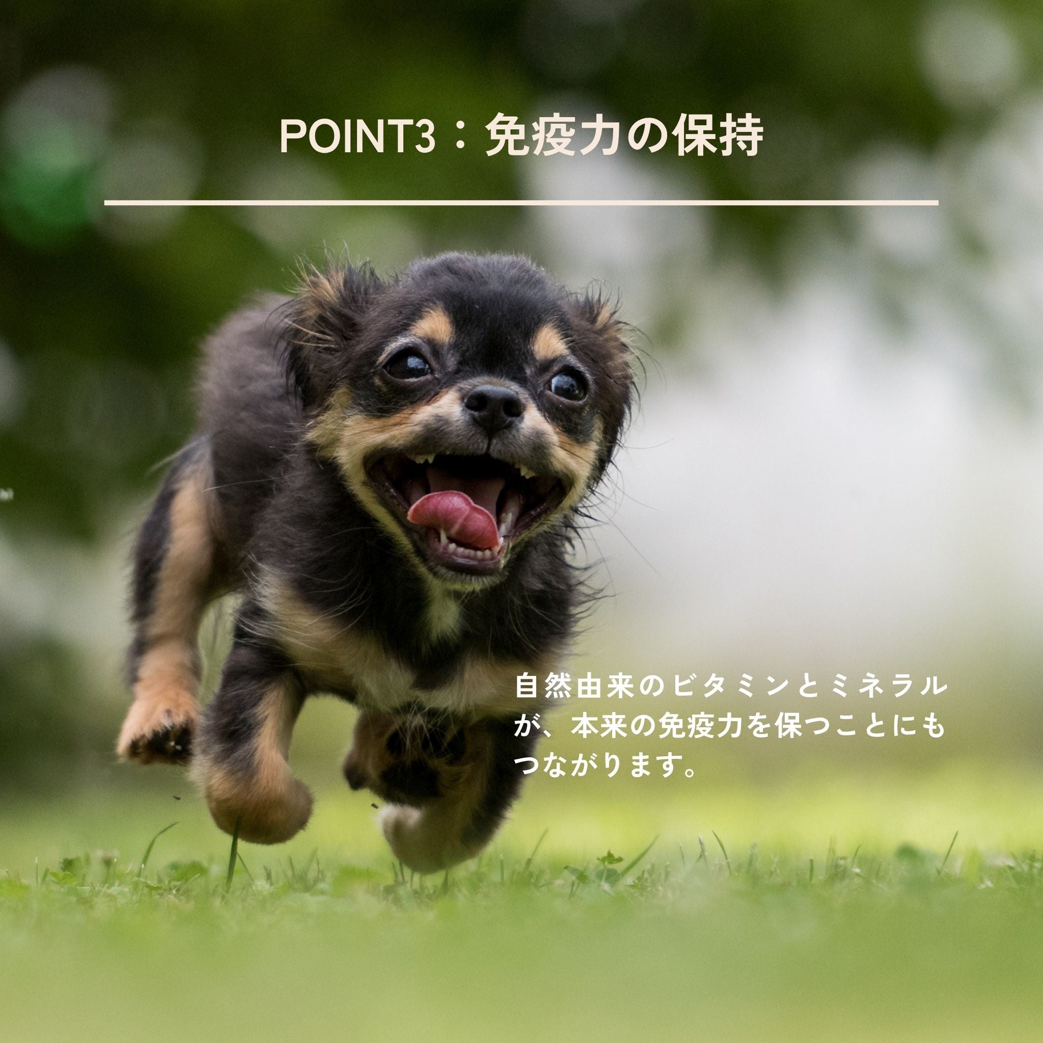 Puffed Cracker パフドクラッカー