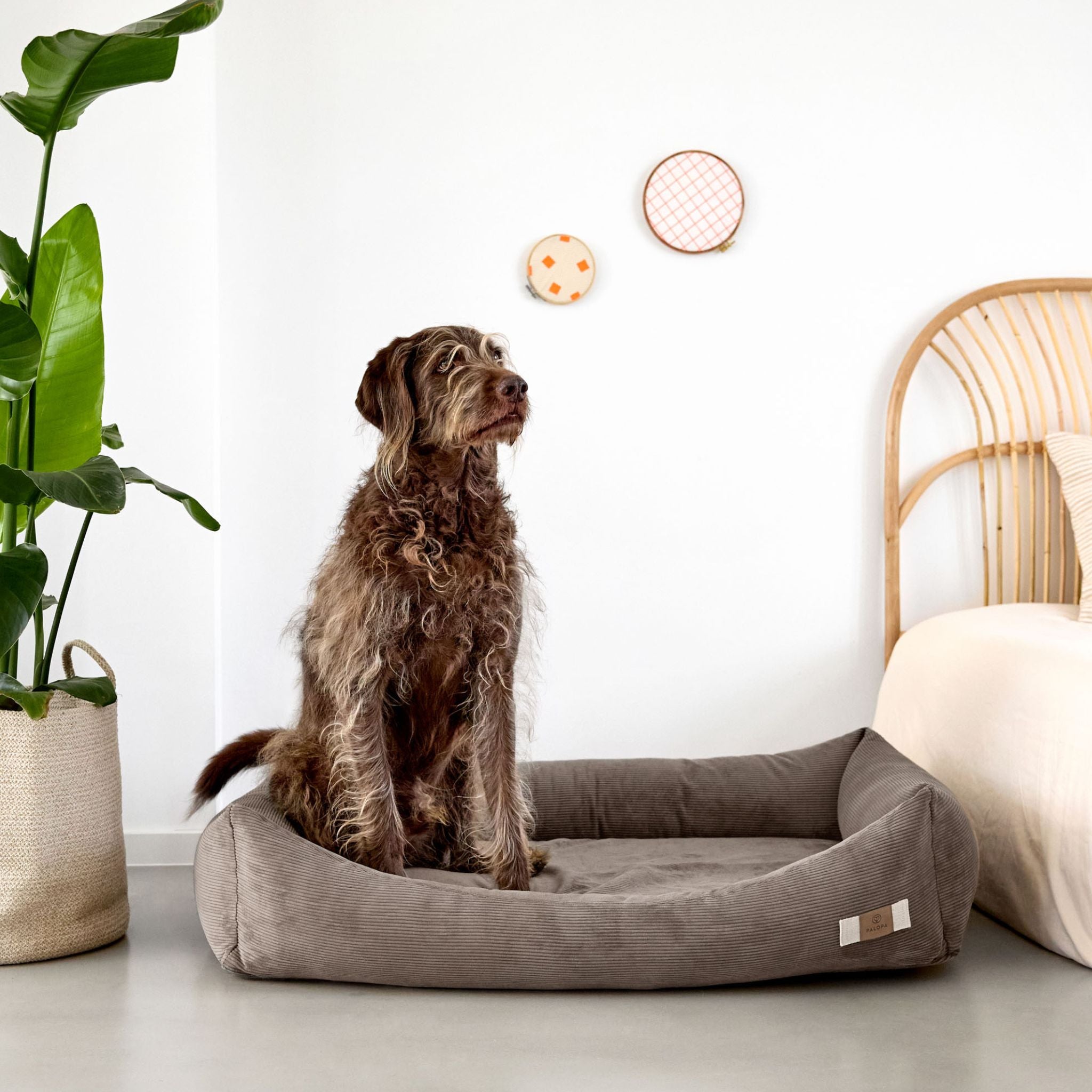 【7月中旬発売予定】犬用コットンベッド / Dog Bed Cotton | PALOPA Japan（パロパ）