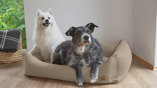 犬用コットンベッド /Dog Bed Cotton | PALOPA Japan（パロパ）